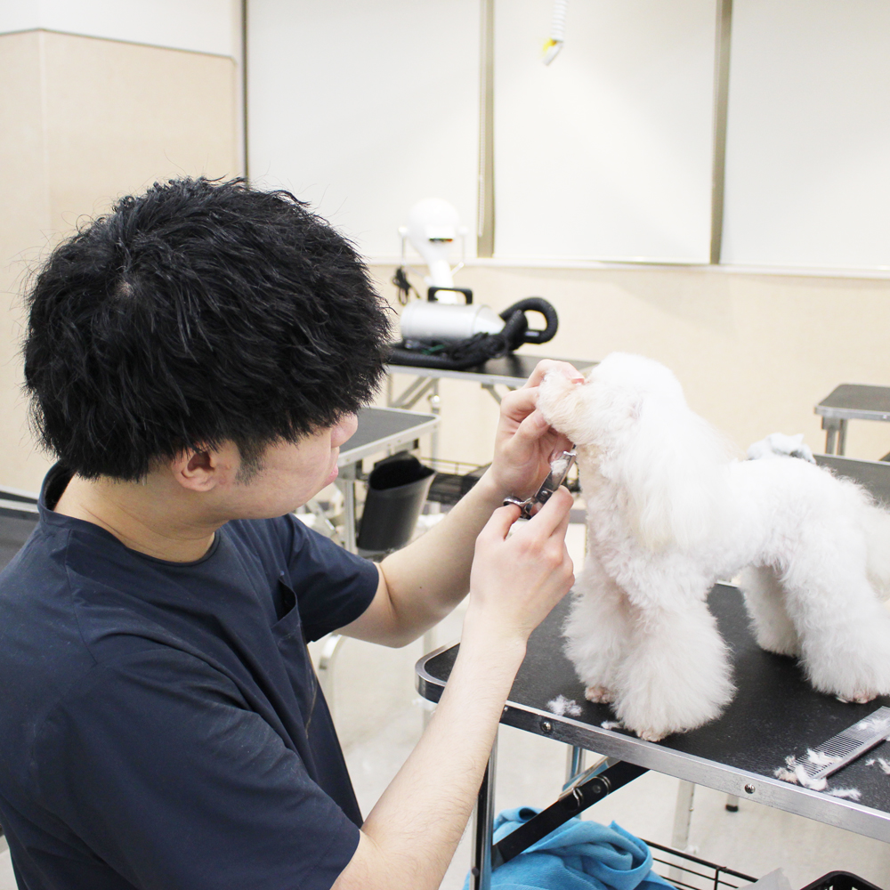 卒業生対象のトリミング個別授業♪